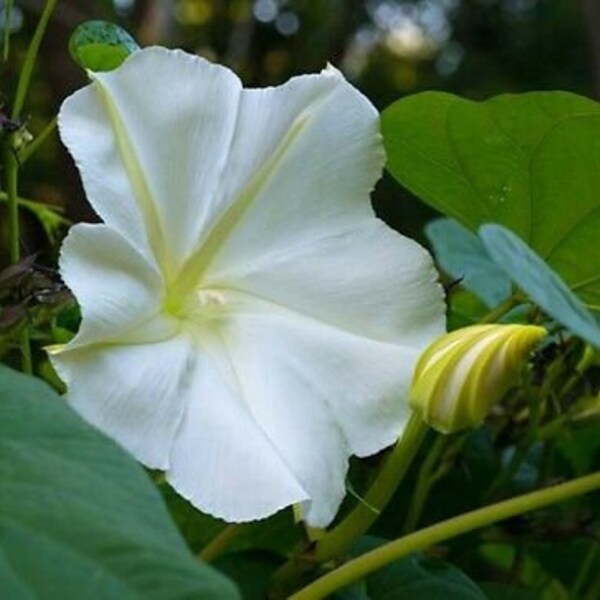 Fragrant Moon Vine, Night Blooming Moon Flower, Night Glory Seeds, White Ipomoea Alba IP0715