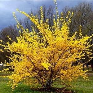Weeping Forsythia Seeds Bonsai Forsythia Suspensa Yellow Etsy