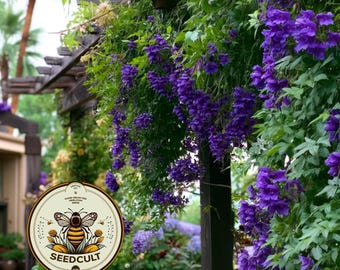 NEW! Climbing Snapdragon Vine Seeds, Joan Loraine Asarina Scandens, Purple Trellis Vine
