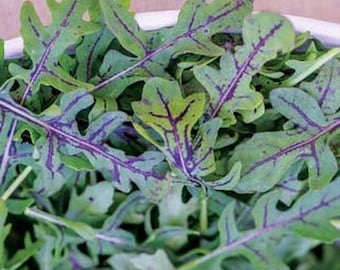 Red Dragon Arugula Seeds, Red Vein Eruca Vesicaria Sativa EV0235