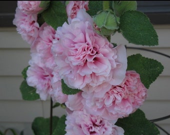 Appleblossom Double Hollyhock Seeds, Alcea Rosea AL8420