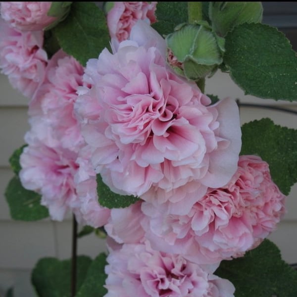 Appleblossom Double Hollyhock Seeds, Alcea Rosea AL8420