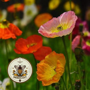 May include: A vibrant garden scene featuring a soft pink poppy and a bright orange poppy in focus, with a circular logo in the lower left corner displaying a bee illustration and the text SEEDCULT.COM, surrounded by blurred colorful flowers.
