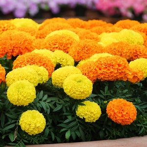 Bulk Crackerjack Marigold Seeds, African, Yellow and Orange, Tagetes Erecta TG412C