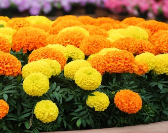Bulk Crackerjack Marigold Seeds, African, Yellow and Orange, Tagetes Erecta TG412C