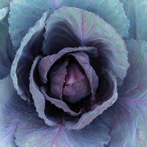 May include: Close-up of a red cabbage with a deep purple hue. The cabbage is tightly packed with layers of leaves, creating a rosette shape. The leaves have a delicate, veined texture and a slightly bluish-green tint.