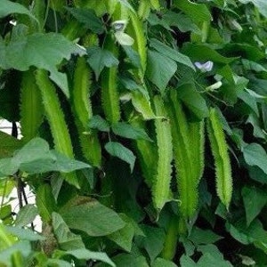 May include: Close-up of winged beans, a type of legume, growing on a vine. The beans are long, green, and have distinctive, wing-like edges. The image shows the beans amidst lush green leaves, with some beans partially obscured.