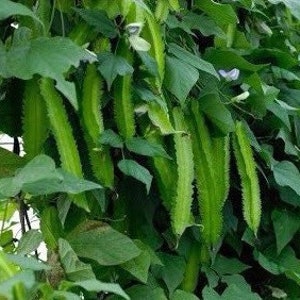 Winged Bean Seeds, Hot Weather Vegetables, Vimaan, Psophocarpus Tetragonolobus PC4020