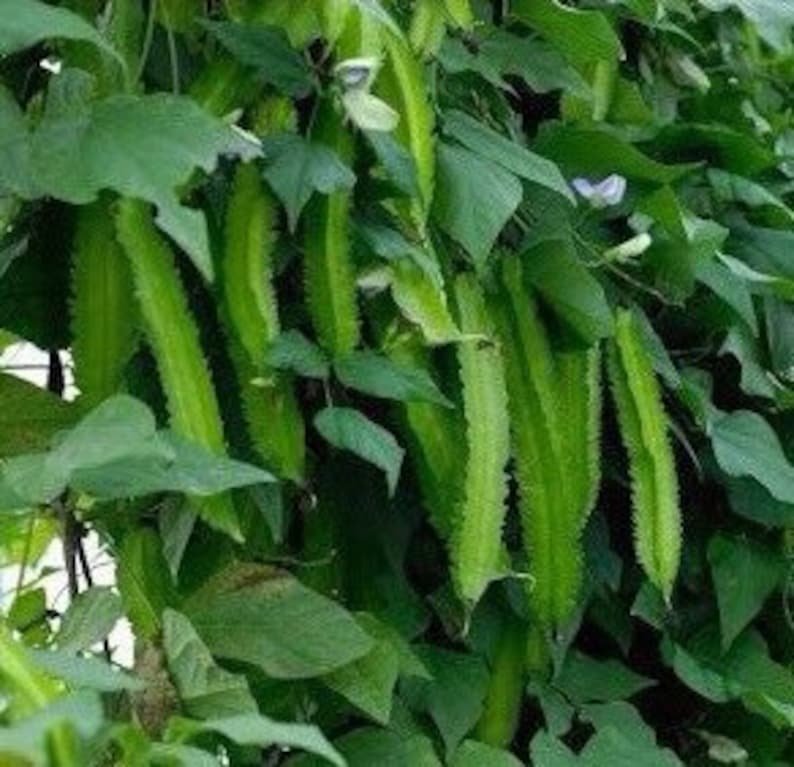 Winged Bean Seeds, Hot Weather Vegetables, Vimaan, Psophocarpus Tetragonolobus PC4020 image 1
