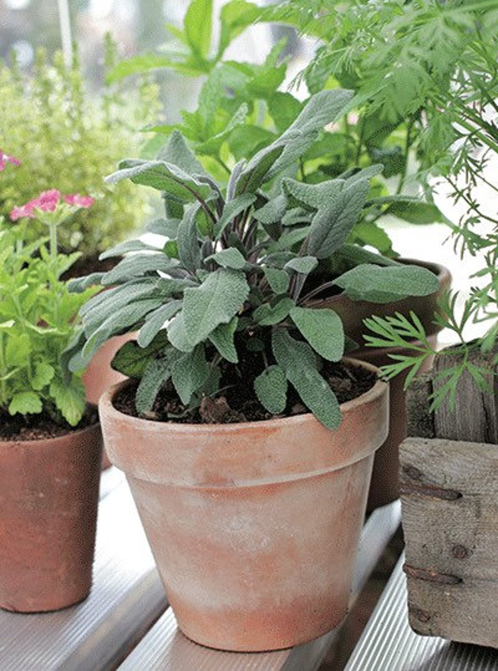 Organic Sage Indoor Plant Seeds Salvia Officinalis Common Etsy
