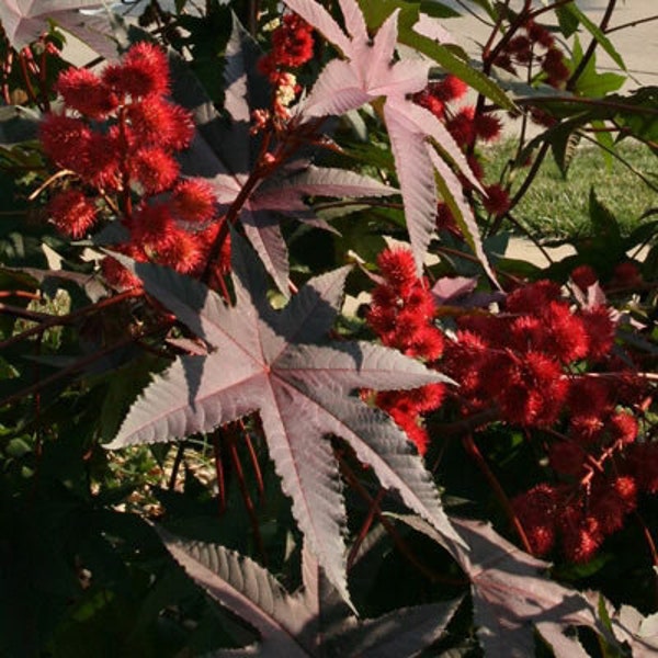 NEW! 20 Red Castor Bean Seeds, Castor Oil Bean Seeds, Ricinus communis, RI0120