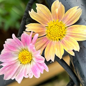 May include: Close-up of two cosmos flowers, one pink and one yellow, with bright yellow centers. The petals have a delicate, layered appearance. The flowers are positioned near a black metal structure, with a blurred green background.