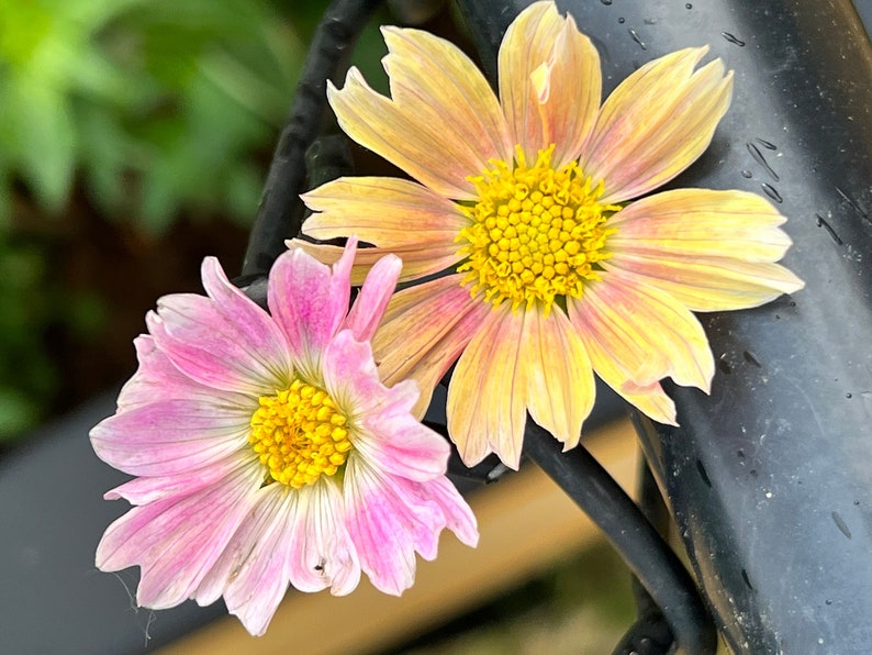 May include: Close-up of two cosmos flowers, one pink and one yellow, with bright yellow centers. The petals have a delicate, layered appearance. The flowers are positioned near a black metal structure, with a blurred green background.