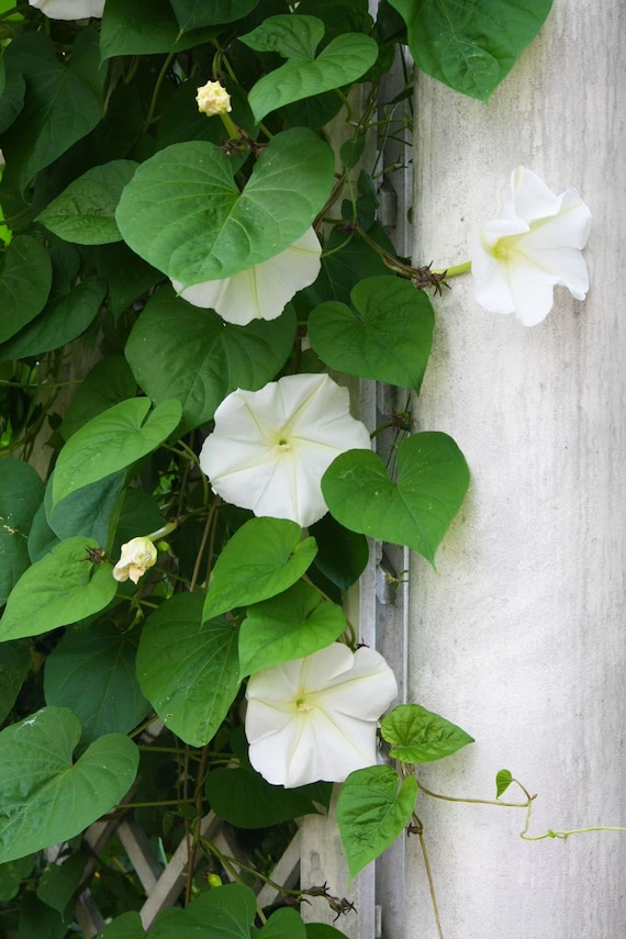 Fragrant Moon Vine, Night Blooming Moon Flower, Night Glory Seeds, White  Ipomoea Alba IP0715 - Etsy Canada