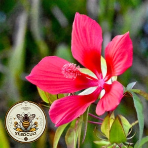 May include: A vibrant red flower with five petals, showcasing a prominent stamen. The image includes green leaves and unopened buds, with a blurred green background. A circular logo with a bee and the text "SEEDCULT" is in the lower left.