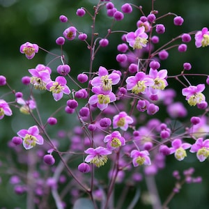Meadow Rue Seeds, Thalictrum Rochebrunianum TH2020