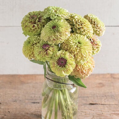 Queen Lime Blush Zinnia Seeds, Zinnia Elegans, Queen Series