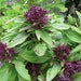 see more listings in the Culinary Herb Seeds section