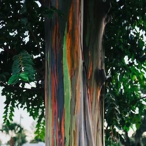 50 Rainbow Eucalyptus Tree Seeds, Eucalyptus Deglupta EU0350