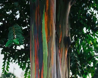50 Rainbow Eucalyptus Tree Seeds, Eucalyptus Deglupta EU0350