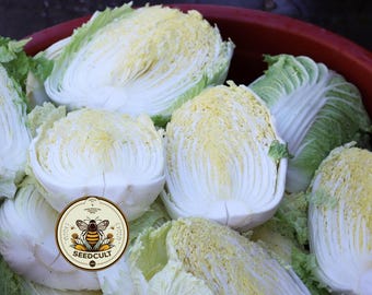 NEW! Chinese Cabbage Seeds, Japanese Matsushimi Green Chinese Cabbage, Brassica Rapa Pekinensis, BR171C