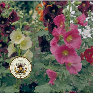 May include: A vibrant image of hollyhocks in full bloom, showcasing a variety of colors including deep burgundy, pale yellow, bright pink, and red. The flowers have a delicate, layered petal structure. A circular logo with a bee and the text "SEEDCULT" is visible.