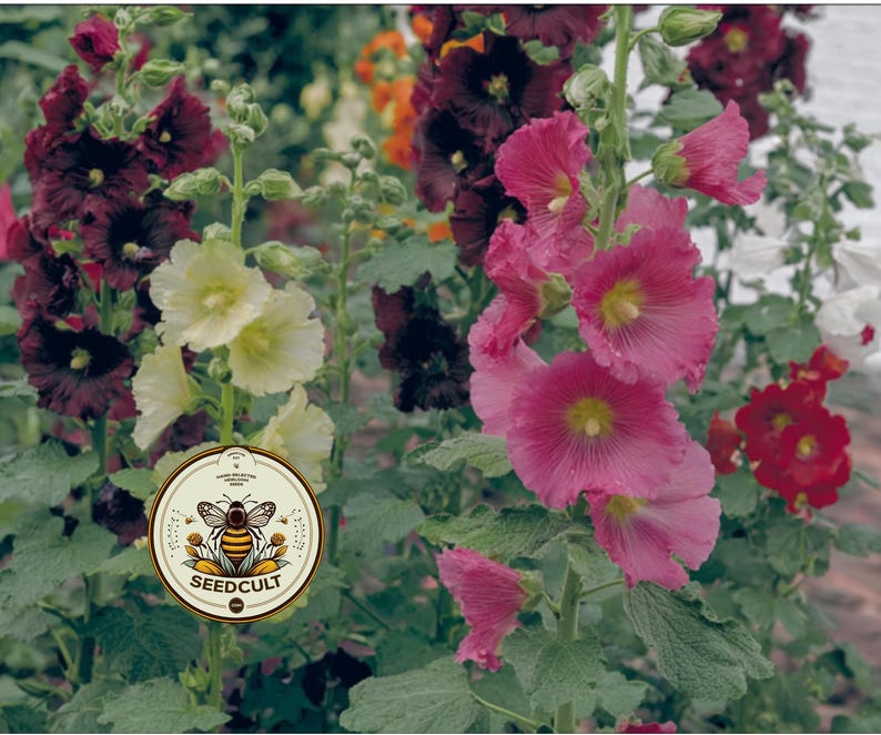 May include: A vibrant image of hollyhocks in full bloom, showcasing a variety of colors including deep burgundy, pale yellow, bright pink, and red. The flowers have a delicate, layered petal structure. A circular logo with a bee and the text "SEEDCULT" is visible.