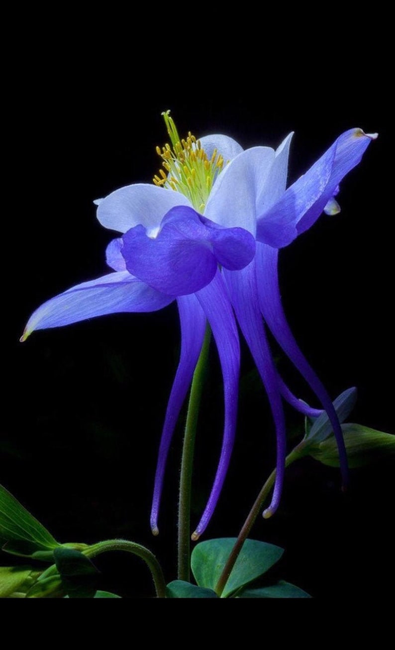 May include: A single blue and white columbine flower with long, thin petals. The flower is in bloom and has a yellow center. The flower is against a black background.