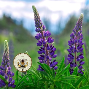 Pennsylvania Native Wildflower Seeds - Etsy