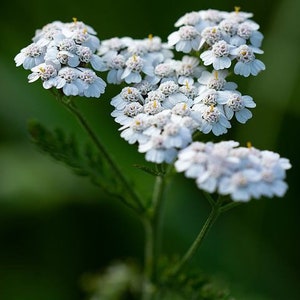 Bulk White Yarrow Seeds, Medicinal Native Plants, Achillea Milefolium AC035C