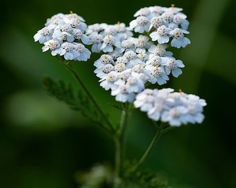 May include: A cluster of white yarrow flowers with yellow centres bloom against a dark green background.