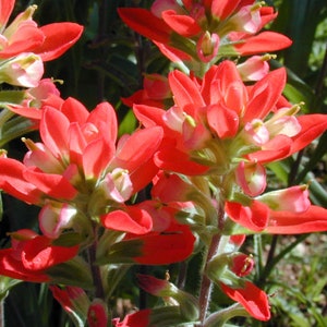 Scarlet Indian Paintbrush Seeds, Castilleja Indivisa CJ0150