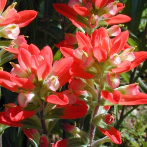 Indian Paintbrush Seeds, Castilleja Indivisa CJ0150