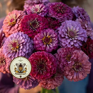 Pode incluir: Um vibrante buqu&ecirc; de z&iacute;nias em tons de rosa, roxo e magenta. As flores t&ecirc;m p&eacute;talas em camadas e um centro amarelo. Um r&oacute;tulo redondo com uma abelha e o texto "SEEDCULT" &eacute; vis&iacute;vel.