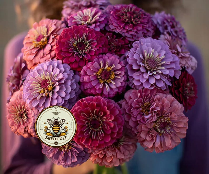 Pode incluir: Um vibrante buqu&ecirc; de z&iacute;nias em tons de rosa, roxo e magenta. As flores t&ecirc;m p&eacute;talas em camadas e um centro amarelo. Um r&oacute;tulo redondo com uma abelha e o texto "SEEDCULT" &eacute; vis&iacute;vel.