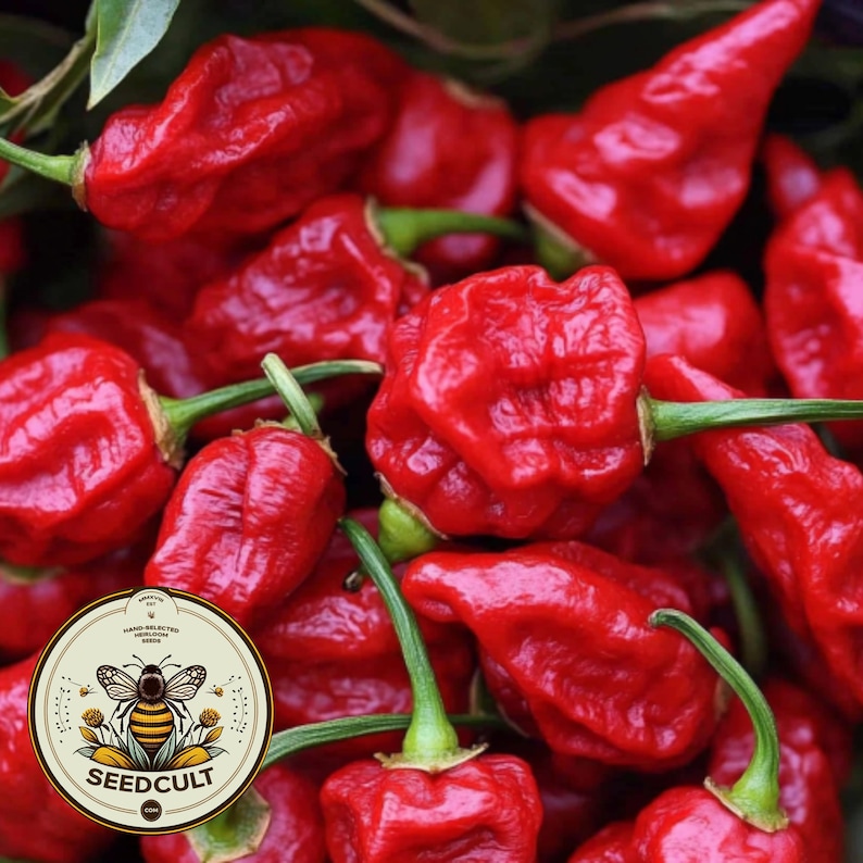 May include: A close-up of a pile of bright red, wrinkled chilli peppers. The peppers are arranged in a random pattern, with some of the stems visible. The peppers are all about the same size and shape.