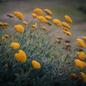 Bulk Golden Yellow Yarrow Seeds, Medicinal Native Plants, Achillea Filipendulina AC011C