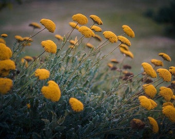 Bulk Golden Yellow Yarrow Seeds, Medicinal Native Plants, Achillea Filipendulina AC011C