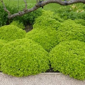 Puede incluir: Un parterre de jard&iacute;n vibrante con varios arbustos redondeados de color verde brillante. Los arbustos est&aacute;n densamente poblados de peque&ntilde;as hojas, creando una apariencia exuberante y texturizada. Unas pocas flores moradas y una rama de &aacute;rbol son visibles en el fondo.