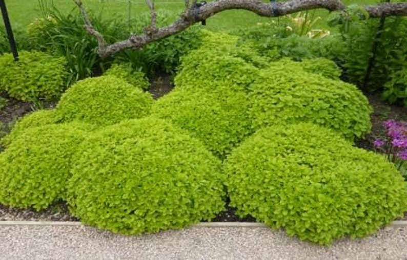 Puede incluir: Un parterre de jard&iacute;n vibrante con varios arbustos redondeados de color verde brillante. Los arbustos est&aacute;n densamente poblados de peque&ntilde;as hojas, creando una apariencia exuberante y texturizada. Unas pocas flores moradas y una rama de &aacute;rbol son visibles en el fondo.