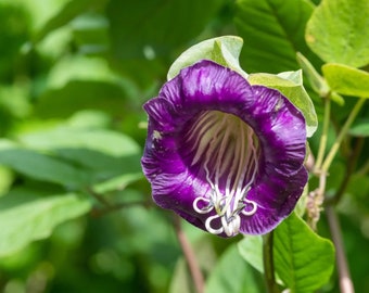 Purple Cup and Saucer Vine Seeds, Cathedral Bells, Cobaea Scandens CB6120