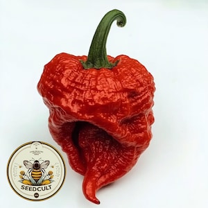 Carolina Reaper Pepper Seeds, Capsicum chinense CH0410