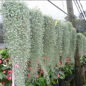 Silver Falls Dichondra Seeds, Hanging Basket Plant, Indoor House Plant, Ground Cover, Dichondra Argentea DI0210