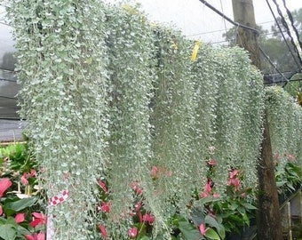 Silver Falls Dichondra Seeds, Hanging Basket Plant, Indoor House Plant, Ground Cover, Dichondra Repens