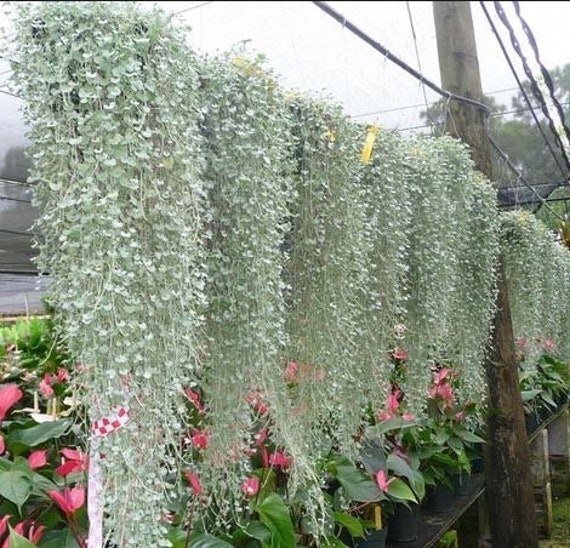 Hanging basket seeds online