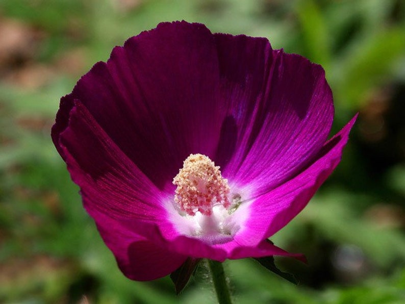 SeedCult Wine Cup Flower Seeds - Thumbnail 2