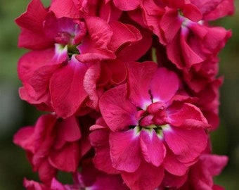 50 Crimson Pacific Stock Seeds, Highly fragrant Column Stock, Matthiola Incana MA0150