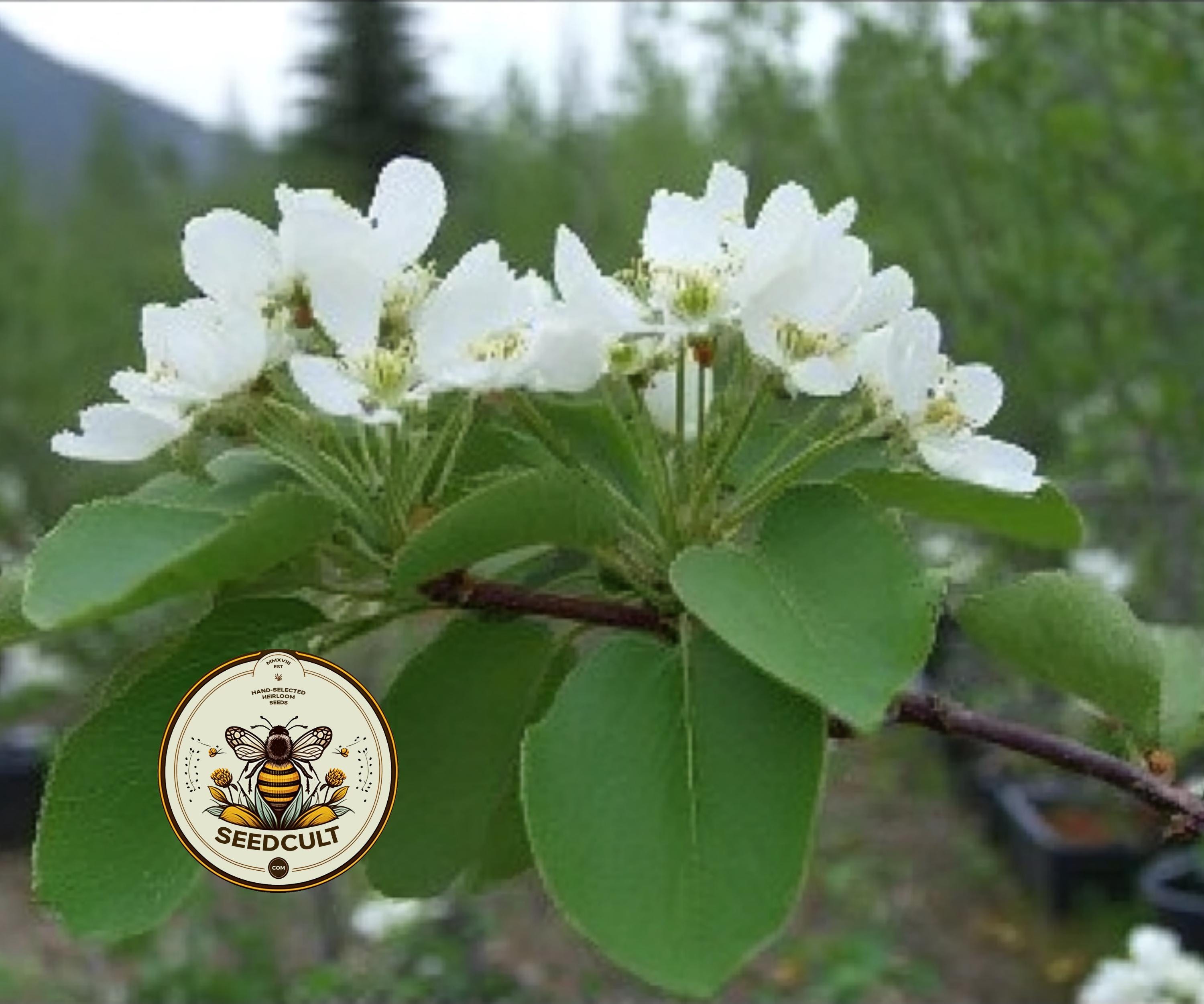 NEW! Serviceberry, Saskatoon, Native US Serviceberry, Amelanchier ...