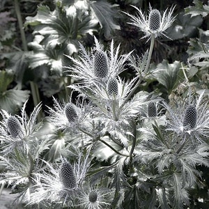 Giant Silver Ghost Sea Holly Seeds, Thistle, Eryngium Giganteum ER0310