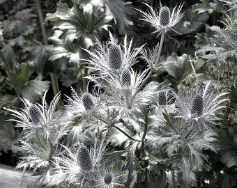 Giant Silver Ghost Sea Holly Seeds, Thistle, Eryngium Giganteum ER0310